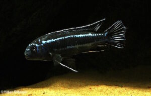 Pseudotropheus cyaneorhabdos